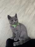 Pui British Shorthair blue, 4 luni, vaccinat & deparazitat