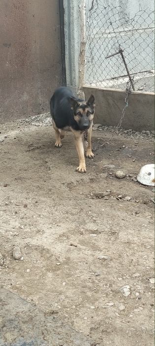 Неміс овчаркасы сатылады