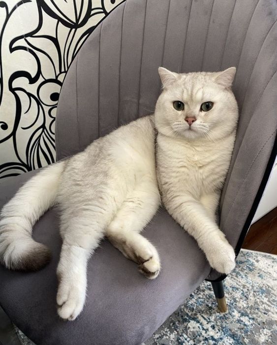 Шотландский жених шеншила серебро, ждет невест, вязка!