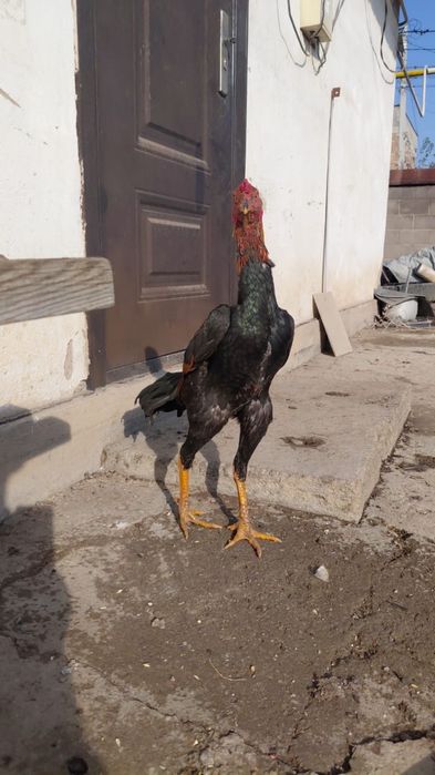 Продаются хорошие курочки петушки все есть майские крупные