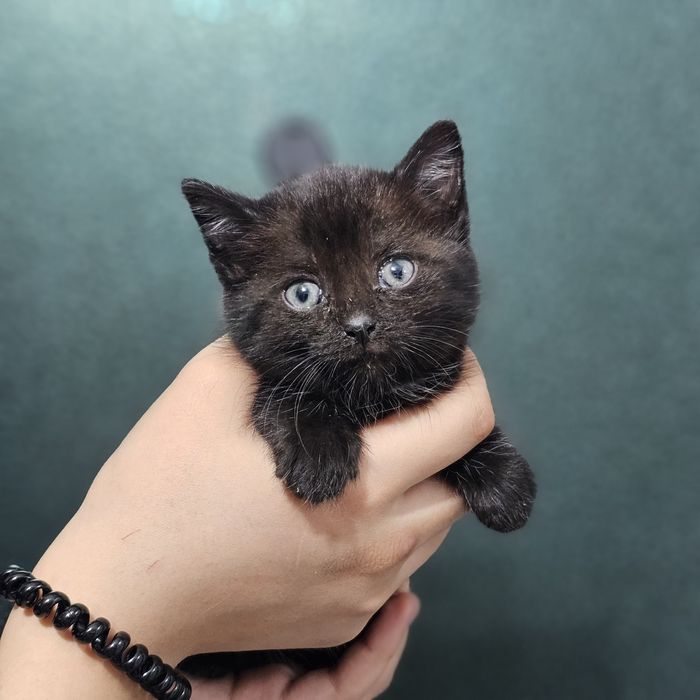 Отдам котят добрые руки
