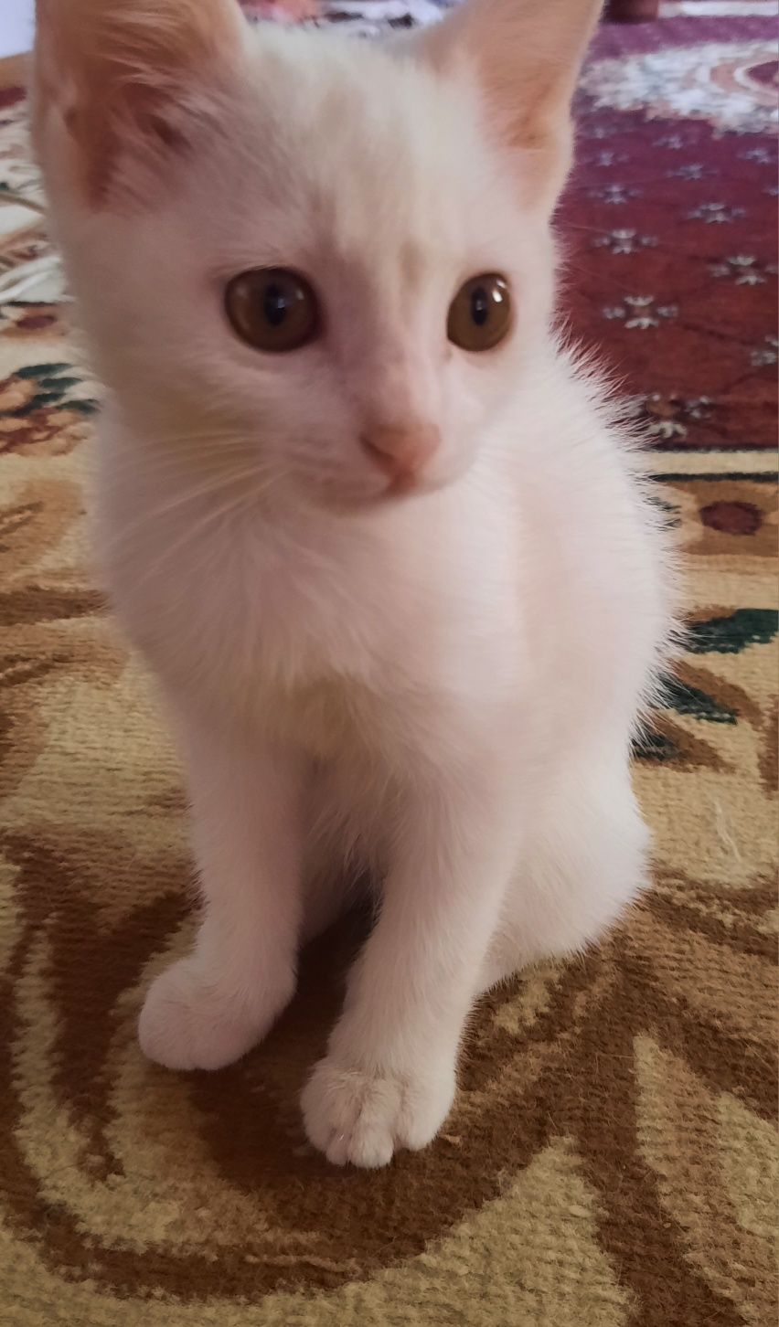Продаётся котёнок