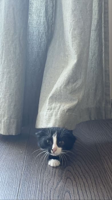 Женско котенце търси дом