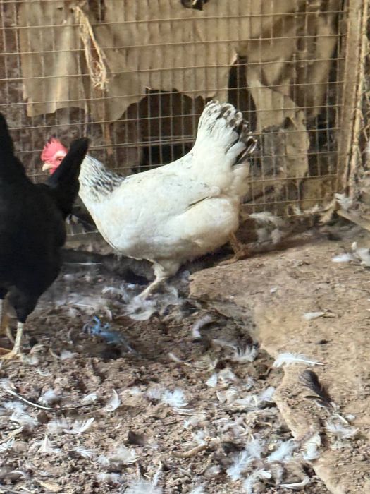 Продаются куры  оптом