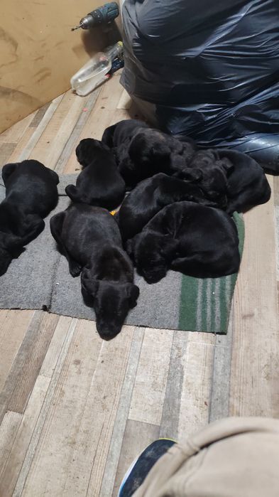 Vind 4 femele și 4 baieti