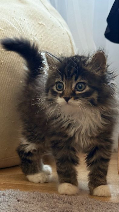 Котёнок девочка, 2 месяца