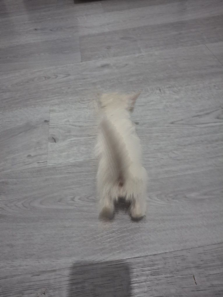 Отдам белого котёнка.