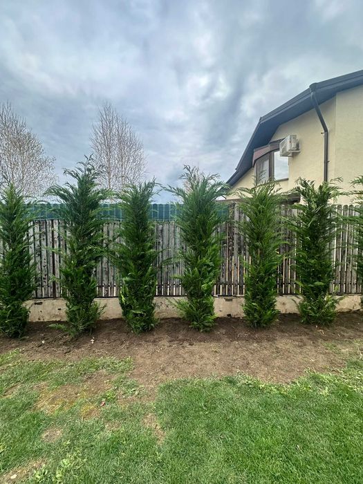 Amenajări cu Leylandii – Verdeață densă, intimitate garantată