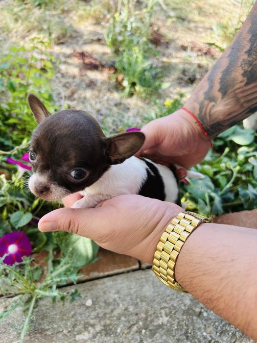 Чихуахуа момиченца