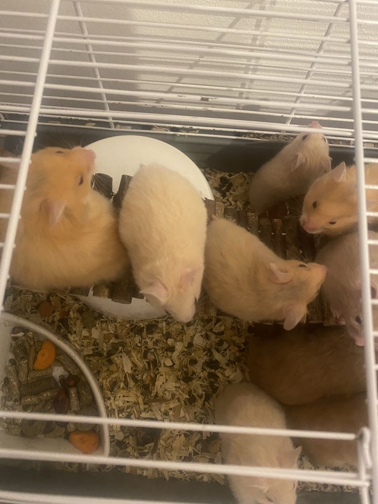 Pui de hamsteri pitici