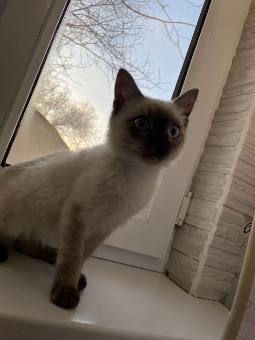 отдам котенка в заботливые руки