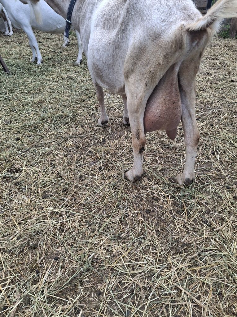 Capre sanenn  șut genetic