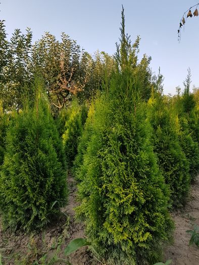 Vand tuia/thuja smaragd