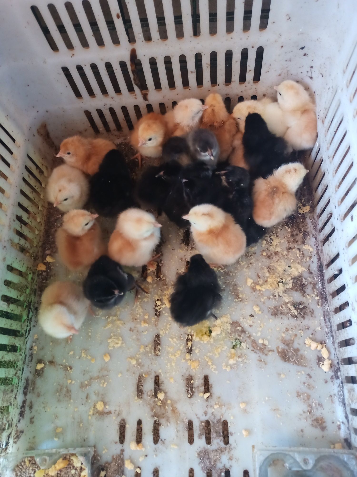 Продавам пилета на 1 седмица 2,3 месеца,яйца и петлета.