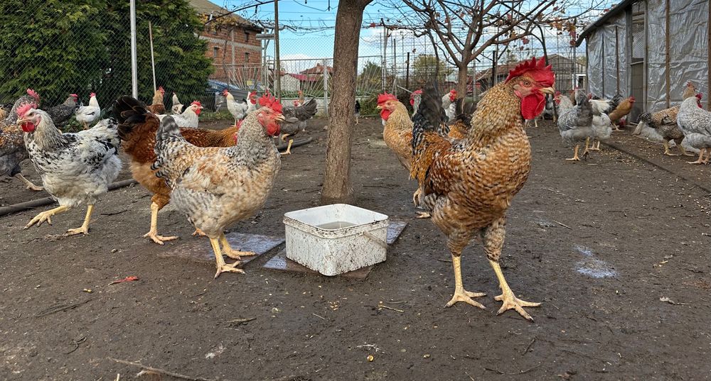 Продавам Селски петли