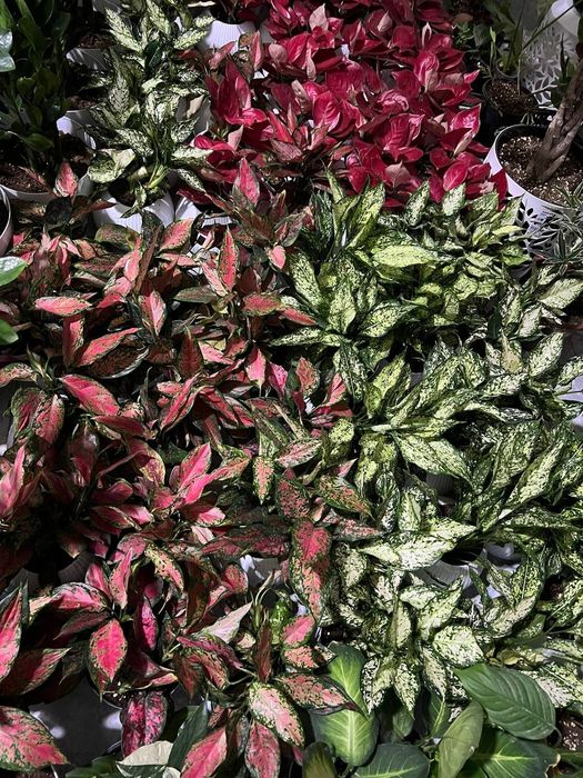 Цветы офисные для вашего интерьера