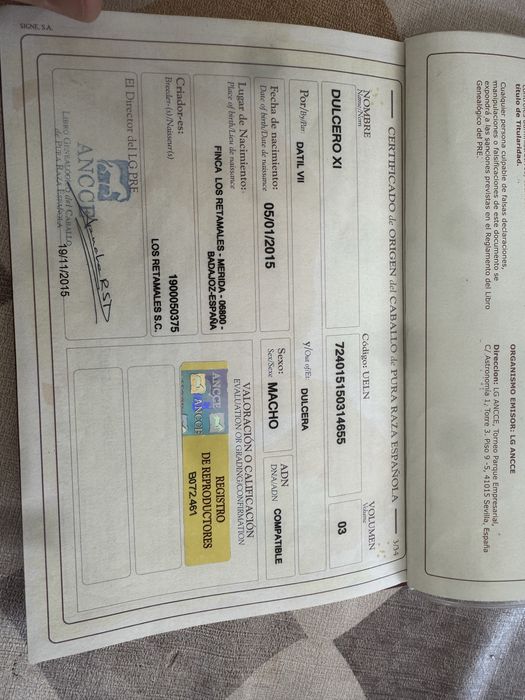 Vand armasar Lusitano