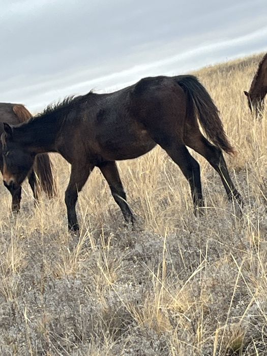 Осы жабагы сатылады еркек