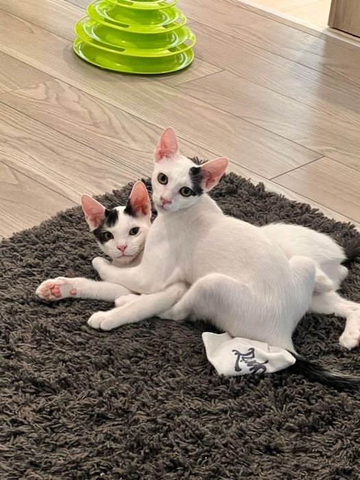 Adoptie 2 pui pisica rasa metis varsta 5 luni