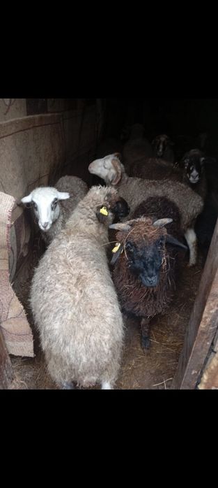 Продам молодых барашек