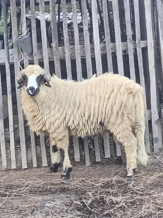 Barbecuti de tinut pentru prasila