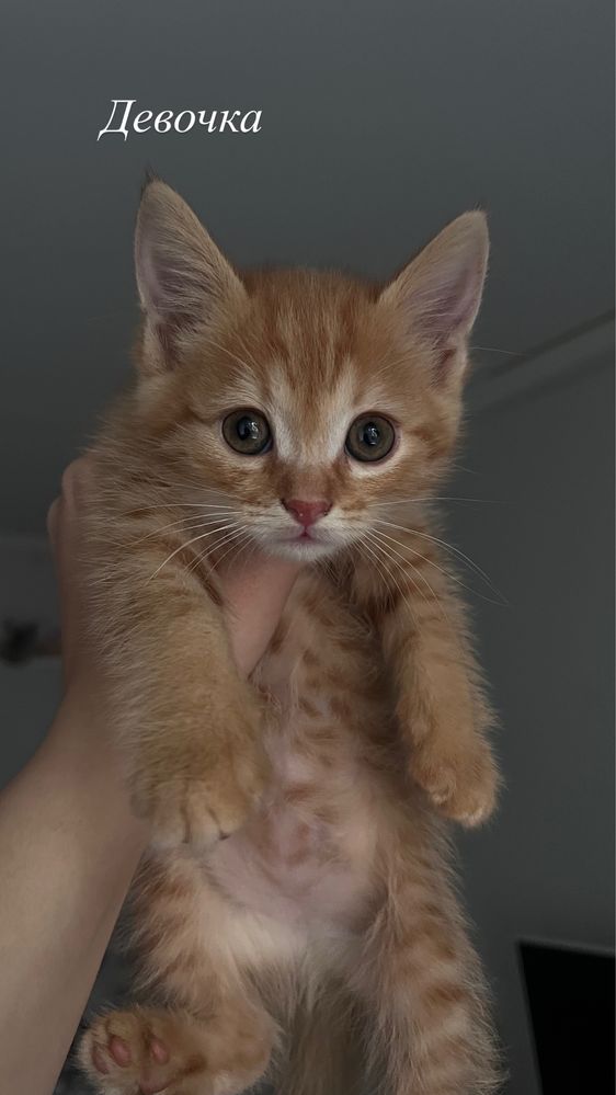 Милые котята ищут дом