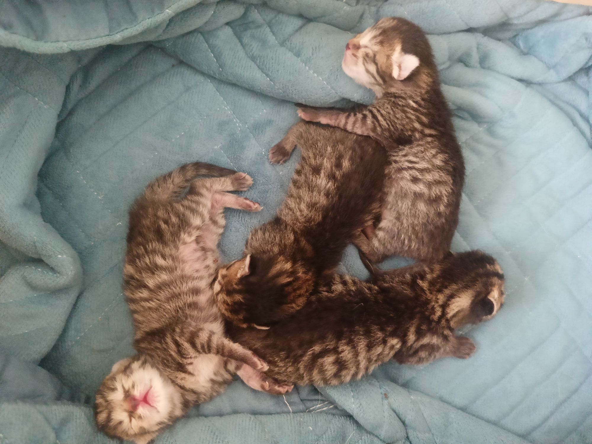 Мысыктар Котята 4
