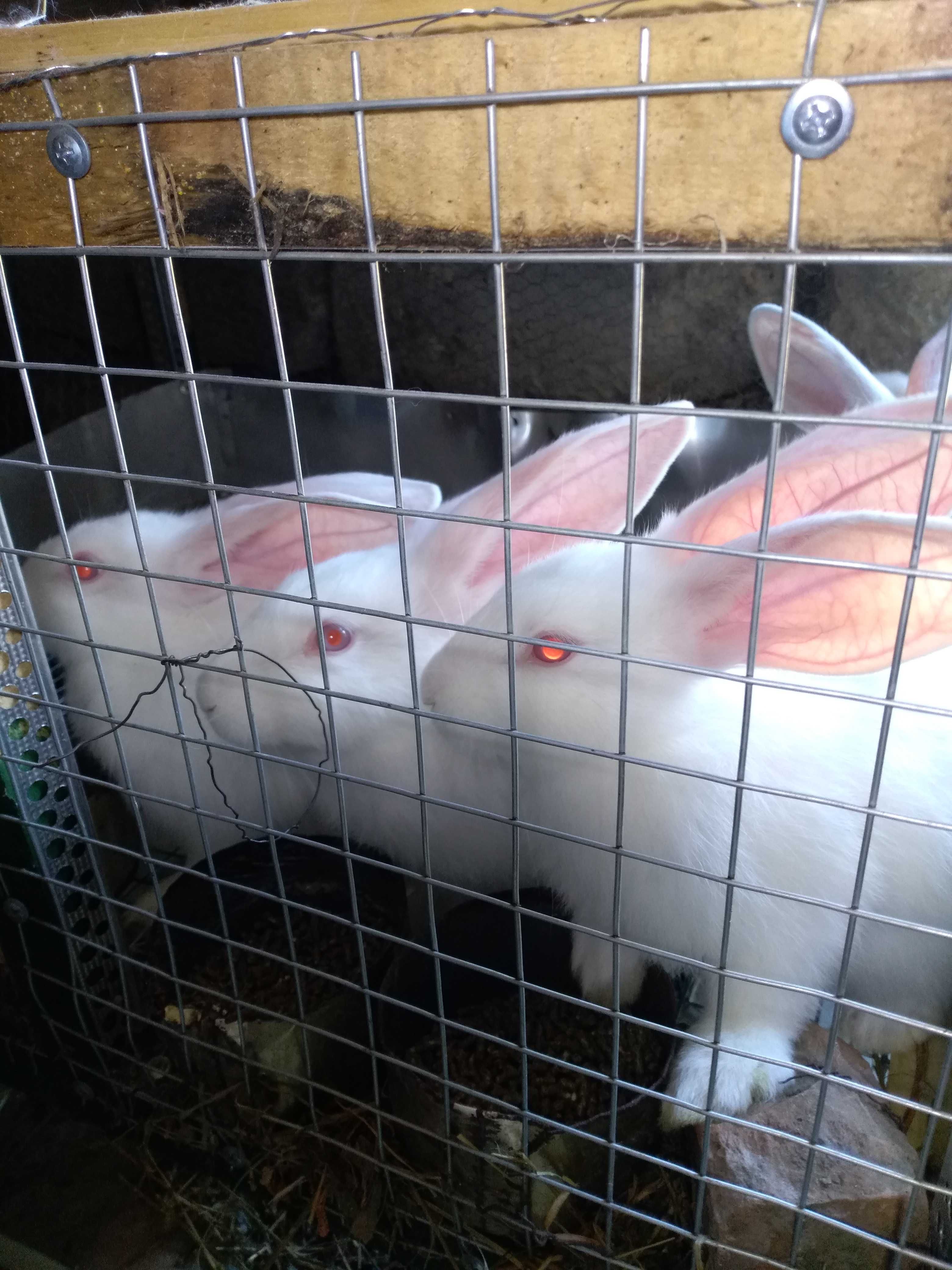 Зайци порода Цика
