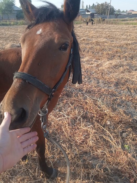 Бия той 1.5 яшар озимники