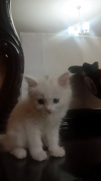 Сиамский   кошки