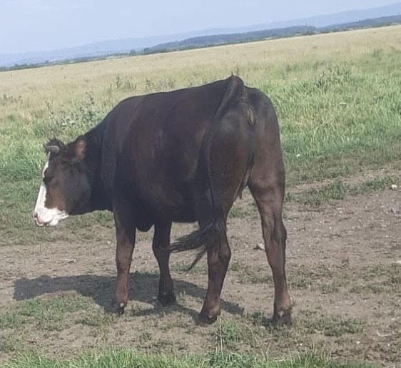 Vand 2 juninci una de 1an si 2 luni si una 1 an si 6 luni