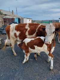 Корова с теленком, Бұзаулы сиыр