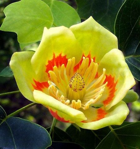 Pomi Ornamentali (Arborele De Lalea )