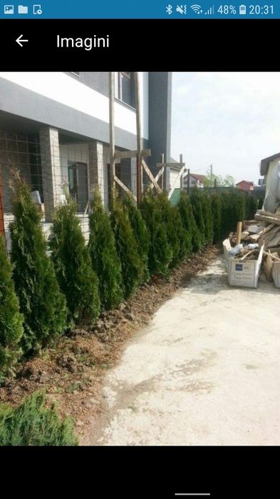 Vand tuia smarald columna braband pon pon spirale arțar palmieri