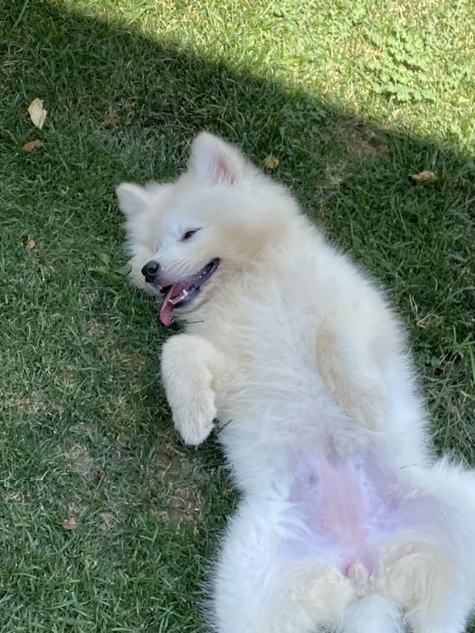 Самоедская собака, чистая порода, паспорт имеется