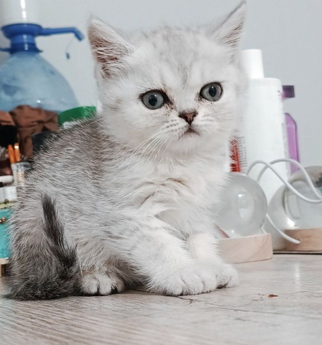 Shinshilla strayt akras tabbi