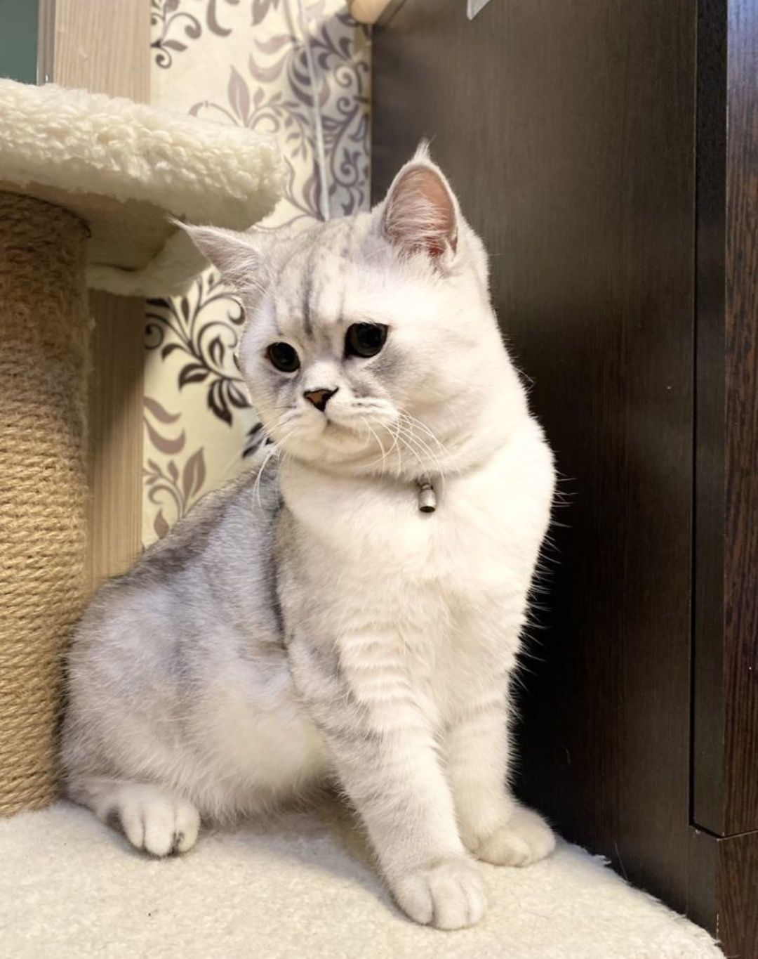 Британский опытный кот, окрас шиншила серебро, ждет невесть для вязки!