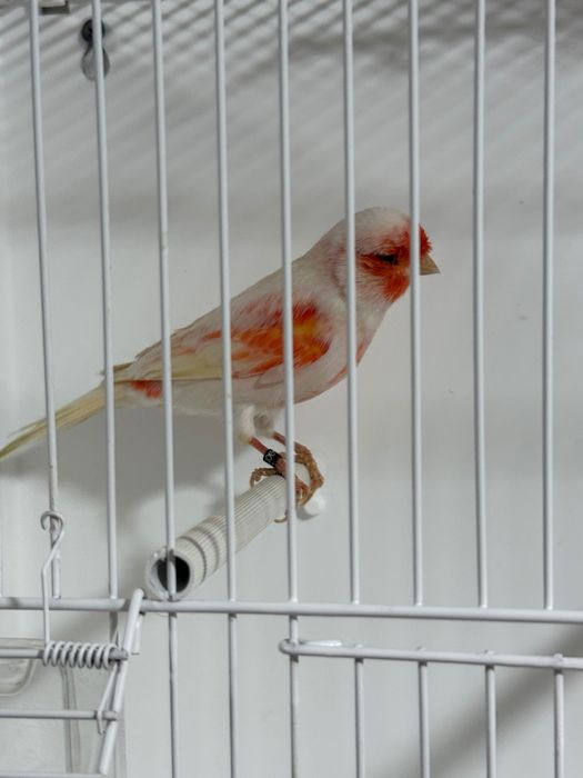Canari roșii,albi,mozaic pe roșu de vanzare