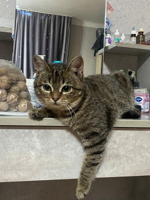 Отдам умную и красивую кошечку, котенок 5 мес