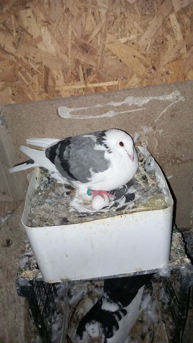 Porumbei voiajori frumoși