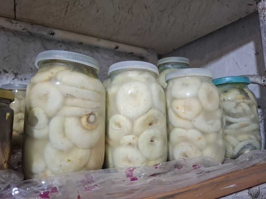 Продам грибы грузди