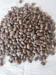 Seminte de ricin