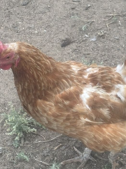 Продам курочек  с доставкой
