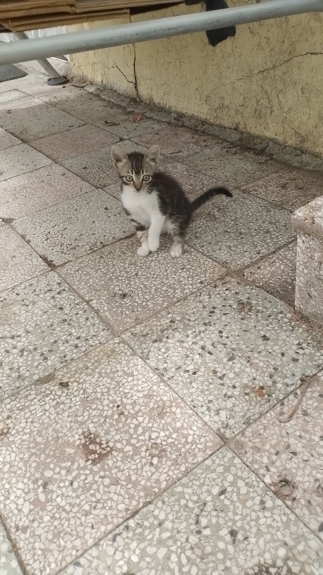 Подарява се малко котенце