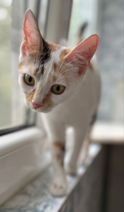 Pisici pt adoptie responsabilia