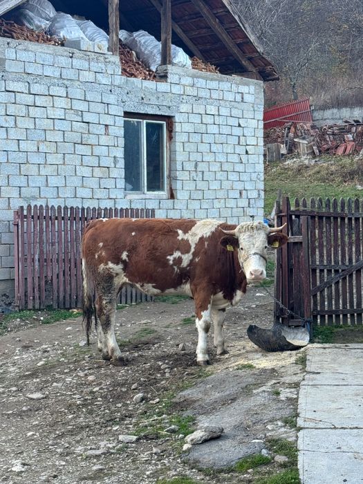 Vând junincă însămânțată