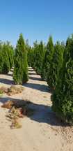 Tuia de mai multe dimensiuni Putem să vă oferim transport și plantat