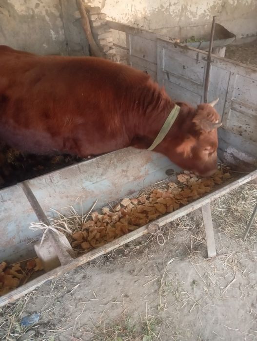 Бука 1,5 ешар соглом еб ичиши зур жавоб