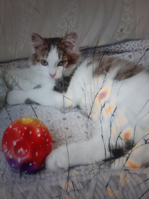 Котята  в добрые руки!
