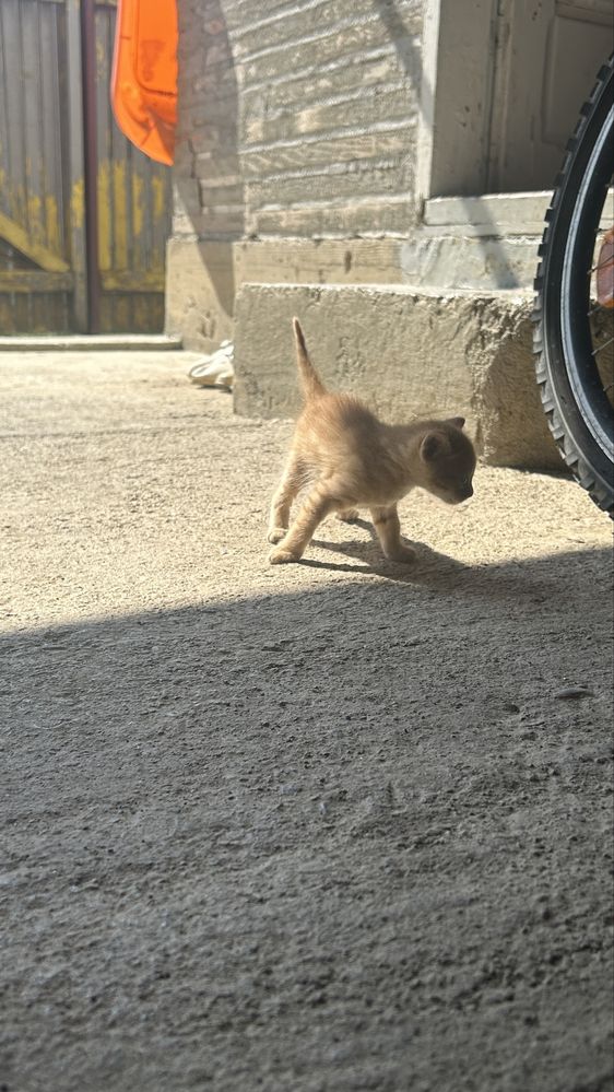 Pisoi siamezi cauta stapan
